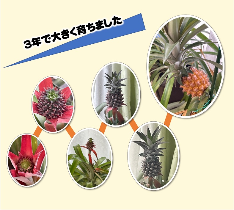 🍍 パイナップルが実りました